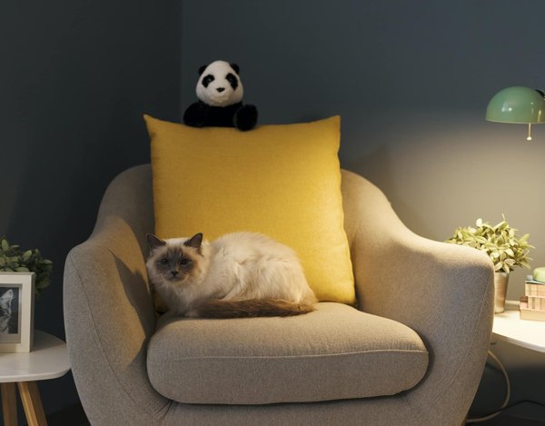 Le fauteuil relax : une expérience inoubliable de détente et de bien-être !