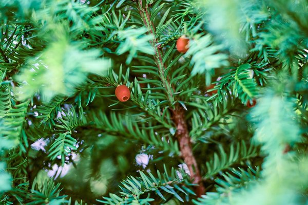 Intoxication aux plantes toxiques: quelles sont les solutions?